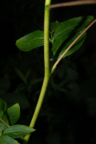 Aralia hispida (bristly sarsaparilla)