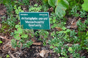 Arctostaphylos uva-ursi (bearberry)