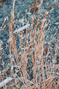 Aristida dichotoma (poverty grass, churchmouse threeawn, Shinners’ three-awned grass)