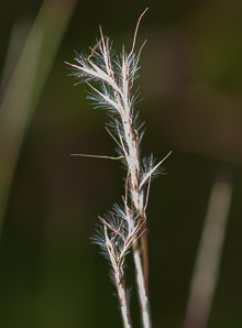 Aristida dichotoma (poverty grass, churchmouse threeawn, Shinners’ three-awned grass)