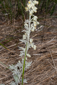 Artemisia stelleriana (hoary mugwort, Dusty Miller, beach wormwood, oldwoman)