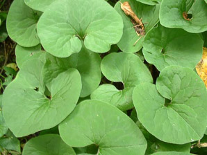 Asarum canadense (wild ginger, Canada wild ginger, Canadian snakeroot, broad-leaved asarabaccais)