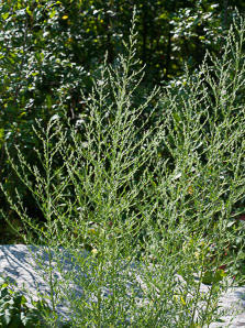 Bassia scoparia (burning bush, Mexican fireweed, summer cypress, kochia, burningbush, Mexican firebrush, mock cypress, summer-cypress)