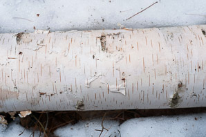 Betula papyrifera (American white birch, paper birch, canoe birch, silver birch, American birch, white birch)