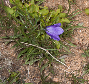 Campanula rotundifolia (bluebell, harebell, bluebell bellflower)