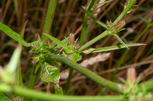 Cichorium intybus (chicory)