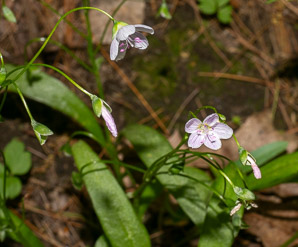 Claytonia virginica (Virginia spring-beauty, spring beauty, Virginia springbeauty)