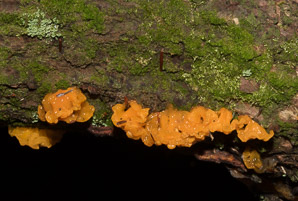 Dacryopinax spathularia (fan-shaped jelly fungus)