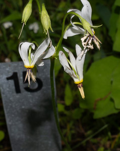 Dodecatheon meadia (eastern shooting star, pride of Ohio)