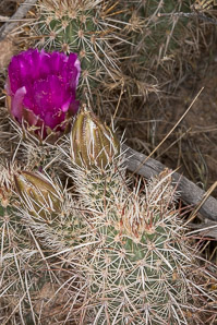 Echinocereus engelmannii (hedgehog cactus, calico cactus, dagger-spine hedgehog, Engelmann’s hedgehog, Howe hedgehog, Indian strawberry cactus, Munz’s hedgehog cactus, needle-spine hedgehog, purple-spined hedgehog, strawberry hedgehog, varied-spine hedgehog, Engelmann hedgehog, Engelmann’s hedgehog cactus)