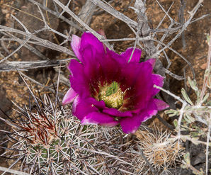 Echinocereus engelmannii (hedgehog cactus, calico cactus, dagger-spine hedgehog, Engelmann’s hedgehog, Howe hedgehog, Indian strawberry cactus, Munz’s hedgehog cactus, needle-spine hedgehog, purple-spined hedgehog, strawberry hedgehog, varied-spine hedgehog, Engelmann hedgehog, Engelmann’s hedgehog cactus)