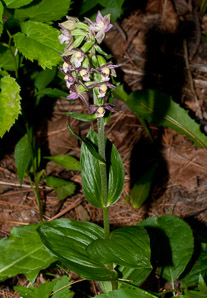 Epipactis helleborine (broad-leaved helleborine, broadleaf helleborine)