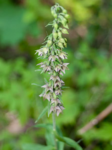Epipactis helleborine (broad-leaved helleborine, broadleaf helleborine)