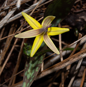 Erythronium americanum (trout lily, yellow trout-lily, dogtooth violet)