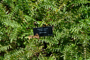 Filipendula vulgaris (dropwort)