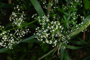Galium mollugo (smooth bedstraw, false baby’s breath, upright bedstraw, upright hedge bedstraw, white bedstraw, wild madder)