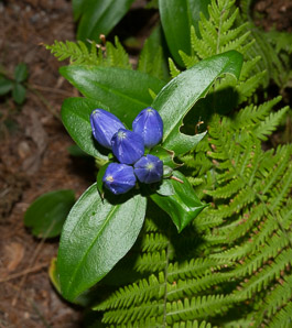 Gentiana andrewsii (prairie closed gentian, bottle gentian, closed bottle gentian)