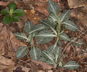 Goodyera pubescens (downy rattlesnake plantain, downy rattlesnake orchid)