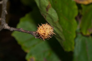 Hamamelis virginiana (witch-hazel, American witchhazel, winterbloom, witch hazel)