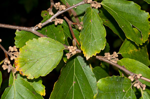 Hamamelis virginiana (witch-hazel, American witchhazel, winterbloom, witch hazel)