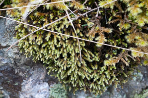 Hedwigia ciliata (white-tipped moss, fringed hoar-moss, ciliate hedwigia moss)