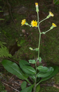 Hieracium scabrum (rough hawkweed, sticky hawkweed)