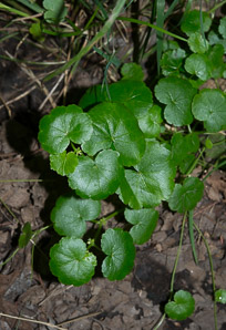 Hydrocotyle sibthorpioides (lawn marsh pennywort, lawn marshpennywort)