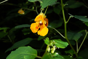 Impatiens capensis (spotted jewelweed, jewelweed)