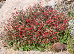 Justicia californica (chuparosa, beloperone, hummingbird bush)