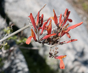 Justicia californica (chuparosa, beloperone, hummingbird bush)