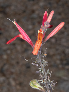 Justicia californica (chuparosa, beloperone, hummingbird bush)