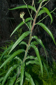 Lactuca canadensis (wild lettuce, Canada lettuce)