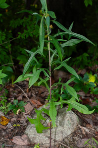 Lactuca canadensis (wild lettuce, Canada lettuce)
