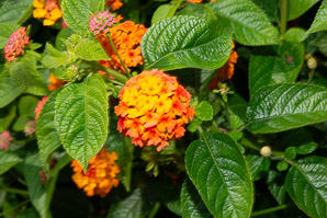 Lantana camara (lantana, largeleaf lantana, common lantana, kamara lantana, wild sage, red sage, yellow sage, white sage, shrub verbena)