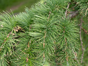 Larix decidua (European larch)