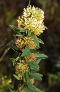 Lespedeza capitata (roundhead lespedeza, bush clover, round-headed bush clover)