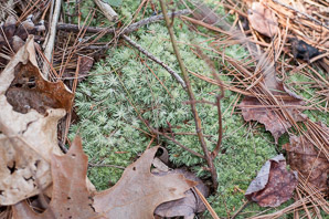Leucobryum glaucum (pincushion moss, leucobryum moss)