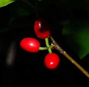 Lindera benzoin (spicebush, northern spicebush)