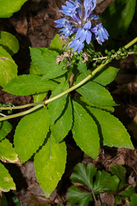 Lobelia siphilitica (great blue lobelia)