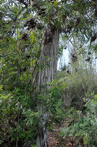 Lyonothamnus floribundus (Catalina ironwood)