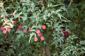 Mahonia fremontii (desert holly, mahonia, Frémont’s mahonia, Fremont’s mahonia)