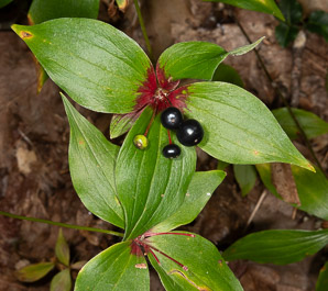 Medeola virginiana (Indian cucumber-root, Indian cucumber)