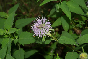 Monarda bradburiana (wild bergamot, bee balm, eastern beebalm)