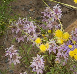 Monarda citriodora (lemon beebalm, lemon mint, purple horsemint)
