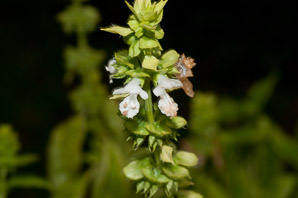 Ocimum basilicum (basil, sweet basil)