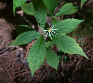 Oclemena acuminata (whorled wood aster, mountain aster, sharp-leaved aster)
