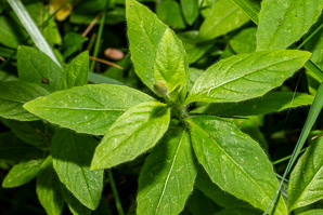 Oenothera fruticosa (narrowleaf evening primrose, common sundrops)