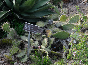 Opuntia littoralis (coast prickly pear, sprawling prickly pear, coastal pricklypear)