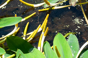 Orontium aquaticum (golden club, floating arum, never-wets, tawkin, goldenclub)