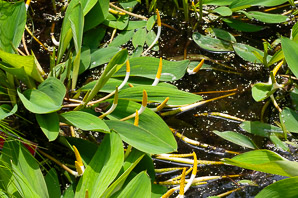 Orontium aquaticum (golden club, floating arum, never-wets, tawkin, goldenclub)